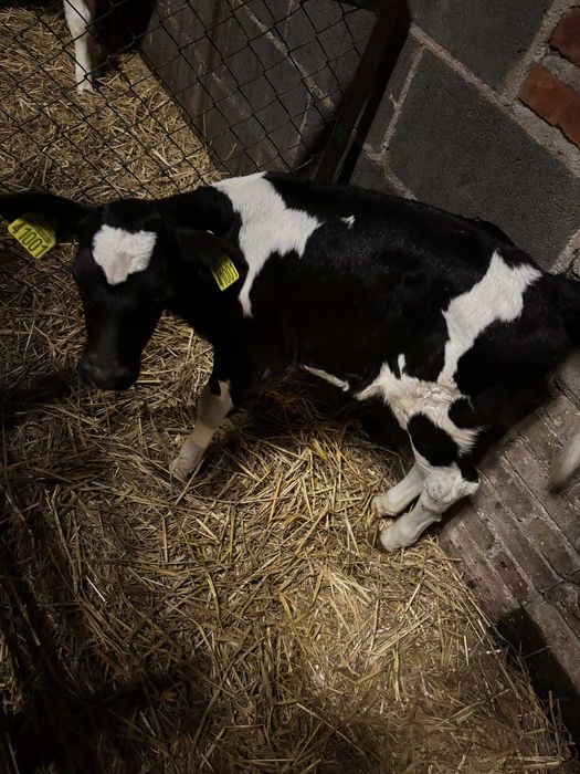 Cieliczka/ Jałoszka czarno - biała HF