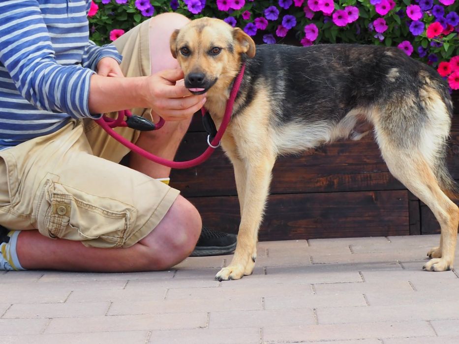 Młodziutki pies Frik szuka swego domu