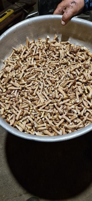 Мариновані гриби опеньки 2025р.