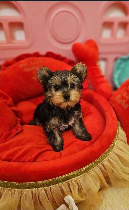 Yorkshire Terrier Macho