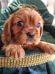 Suczka Ruby Cavalier King Charles Spaniel
