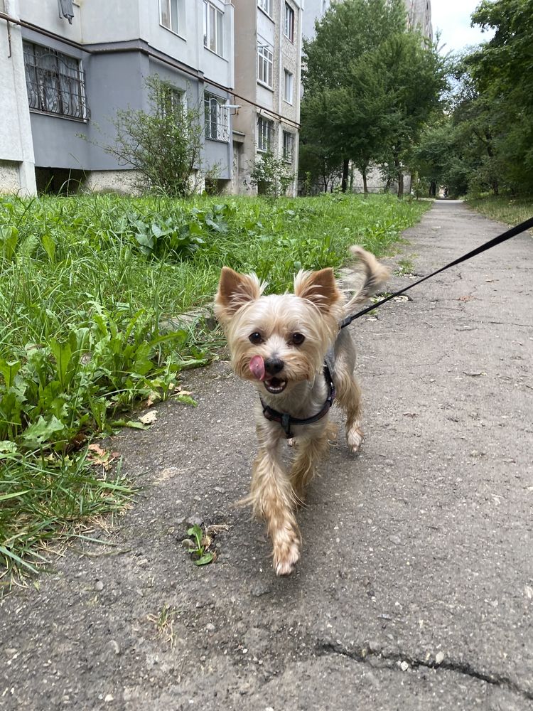 В’язка бівер йорк сріблястий