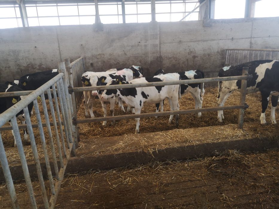 Jałówki mleczne 100 %