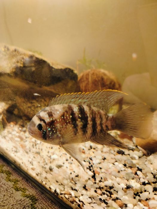 Akary błękitne parka.