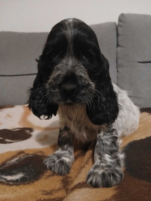 Sunia blue roan cocker spaniel angielski