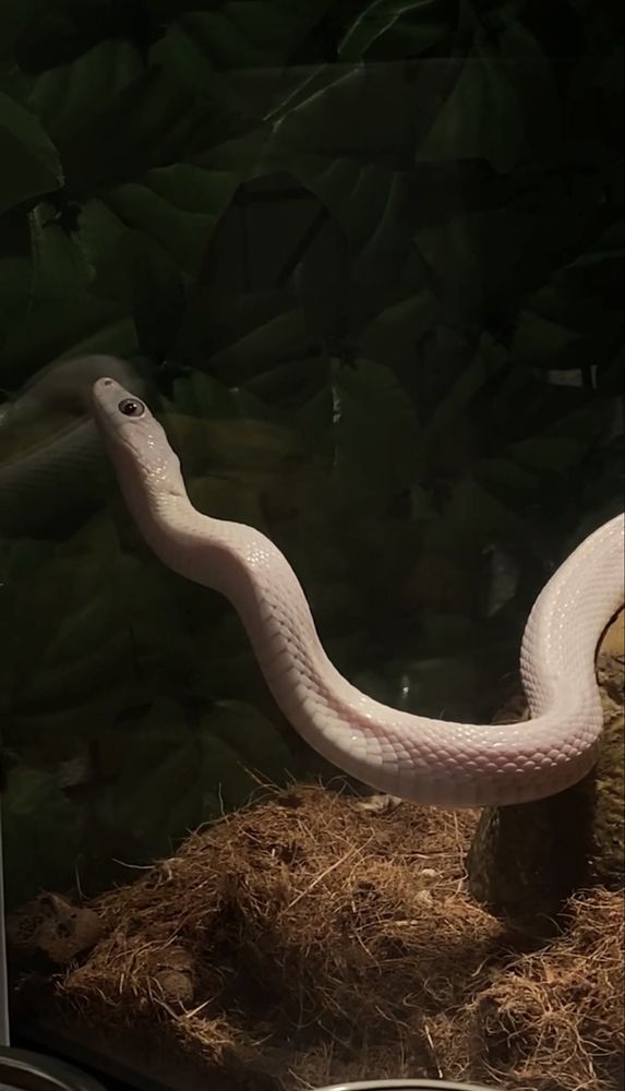 Cobra + terrario