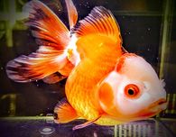 18cm samica oranda welonka goldfish welonek welonki