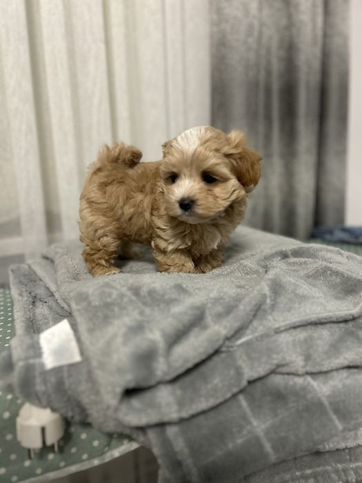 Міні мальтипу ф1 хлопчик