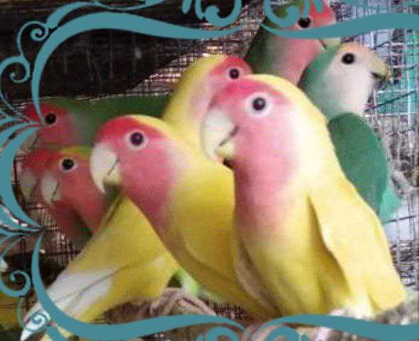 Волнистые неразлучники попугаи