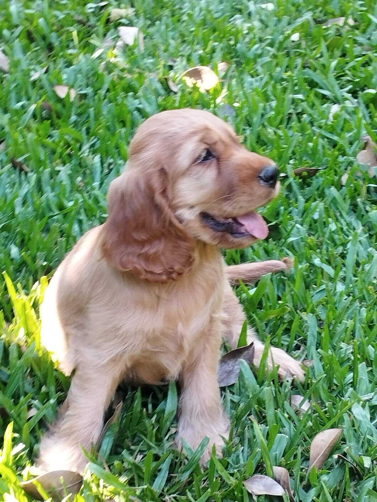 Linda fêmea cocker Spaniel