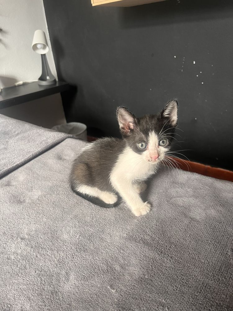 Adotar Gatinho bebé
