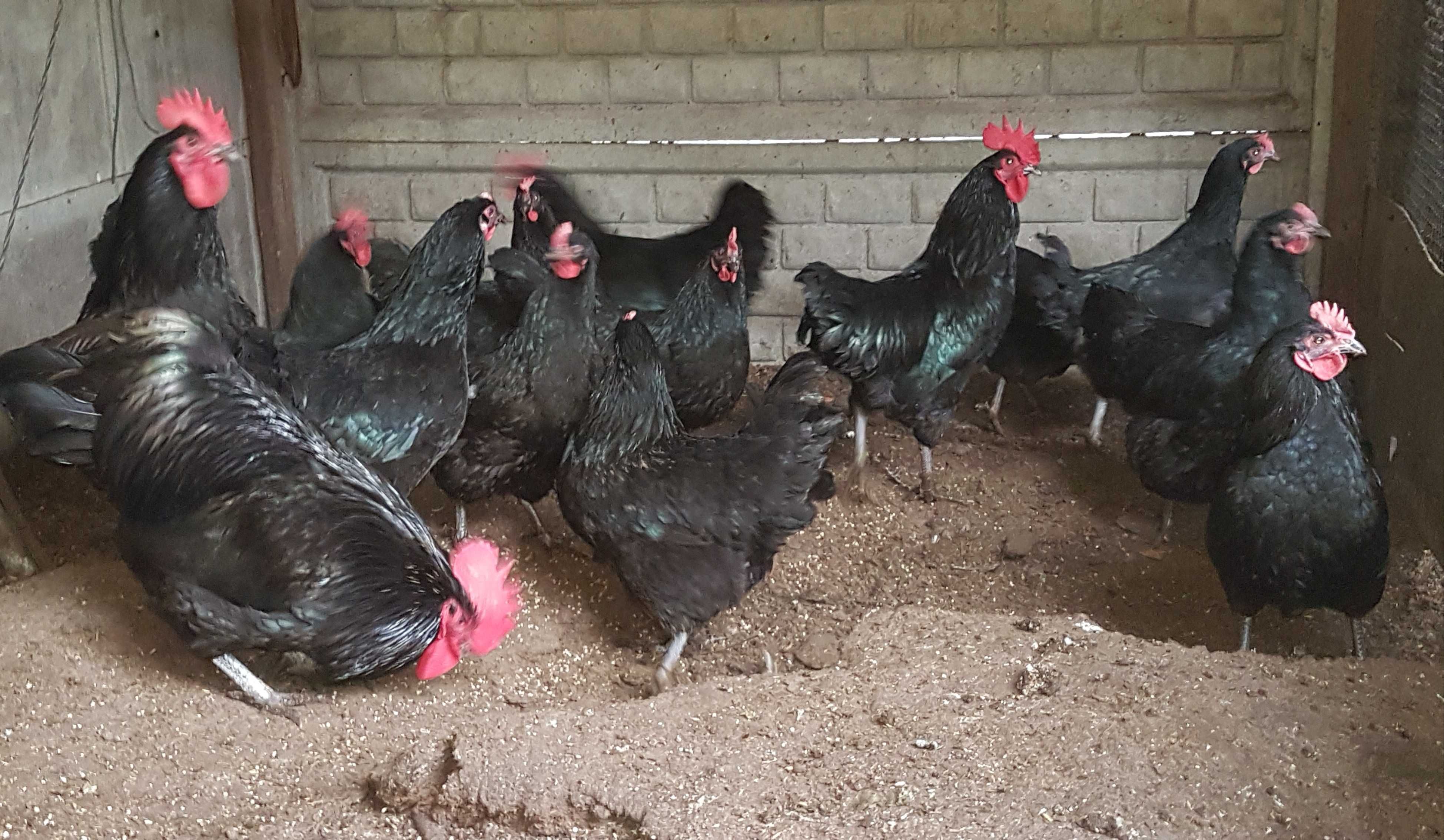 australorp-  jajka lęgowe, koguty