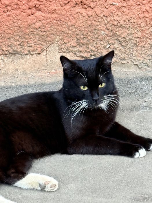Кастрированный молодой котик ищет дом