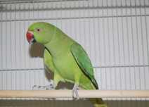 Ring Neck  Verde