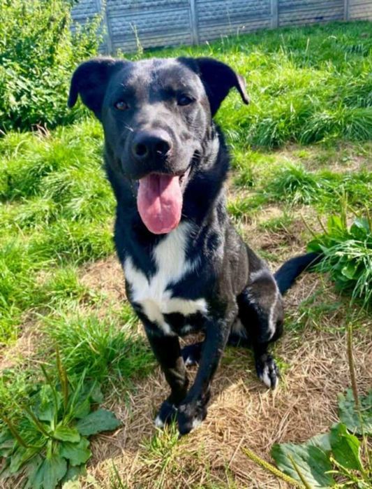 Podaruj i pokochaj Łapke