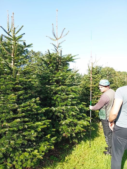 Jodła kaukaska PREMIUM 220-280