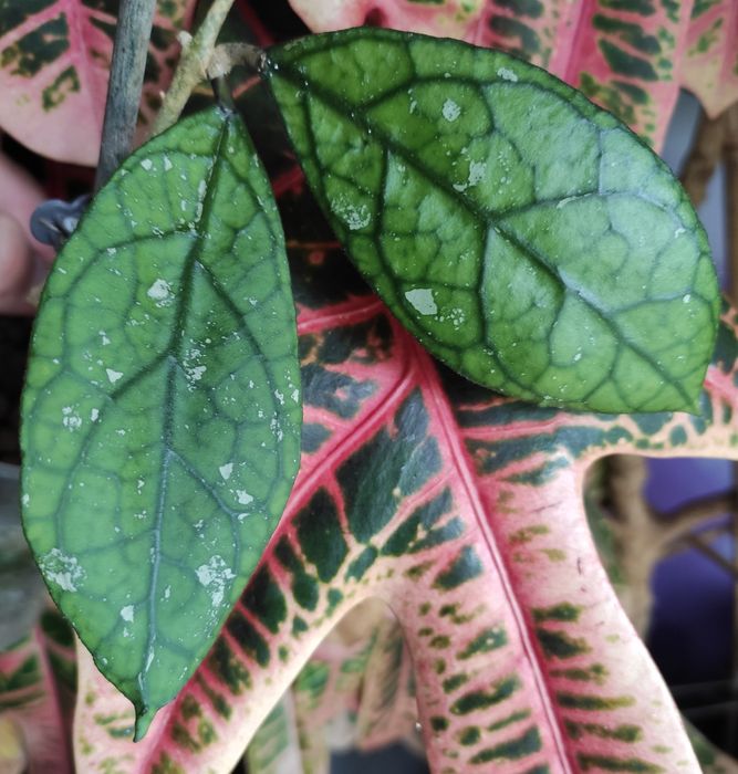 Hoya hoja aff clemensiorum indonesia