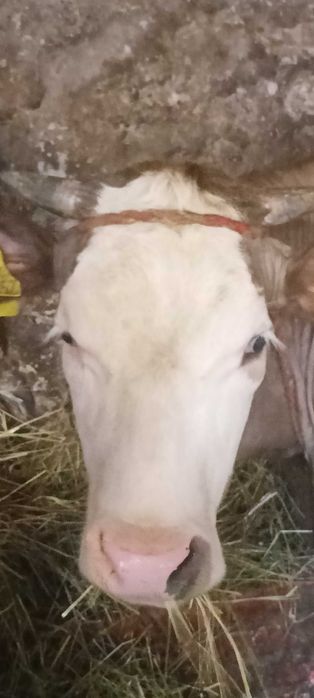 Jałóweczka, jałówka