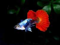 Gupik red dragon dumbo