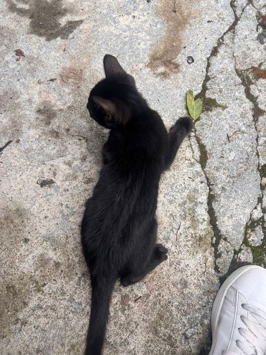 Gatas para adoção responsável