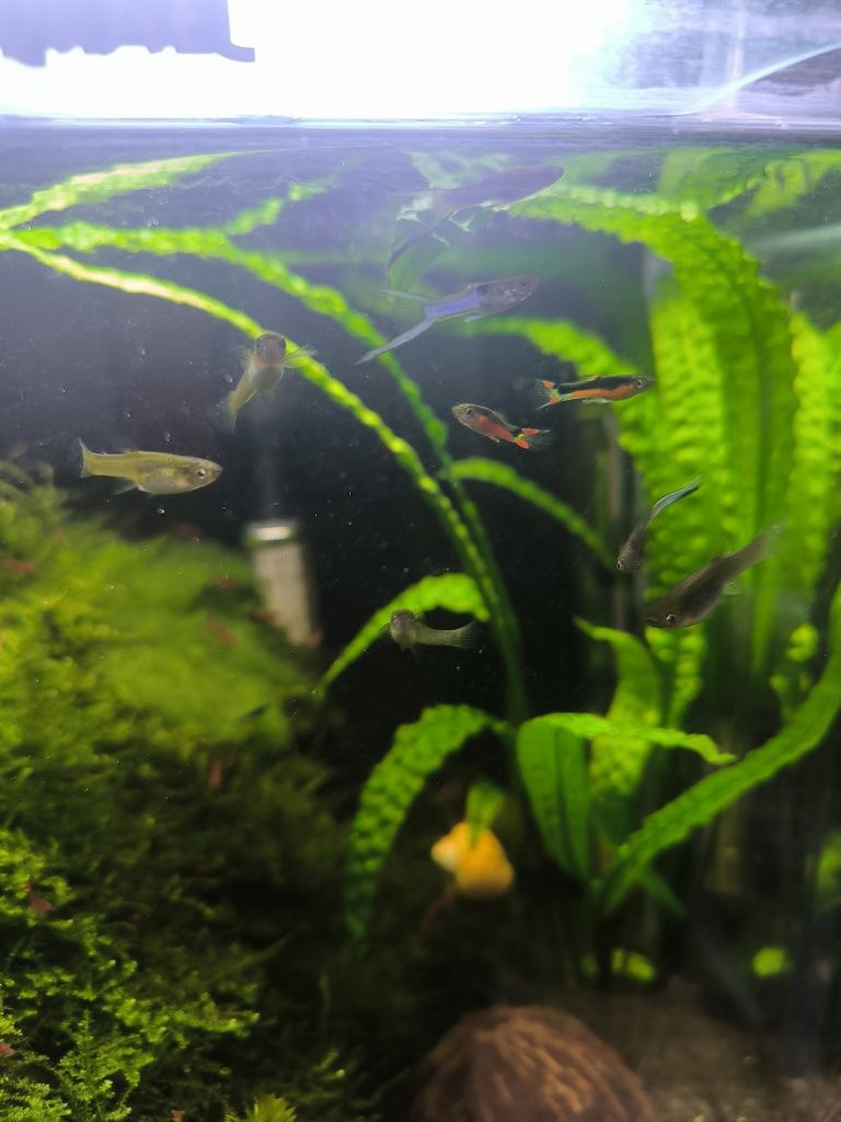 Krewetkarium Aquael 49L 35x35x40h White duży zestaw akwarium krewetki