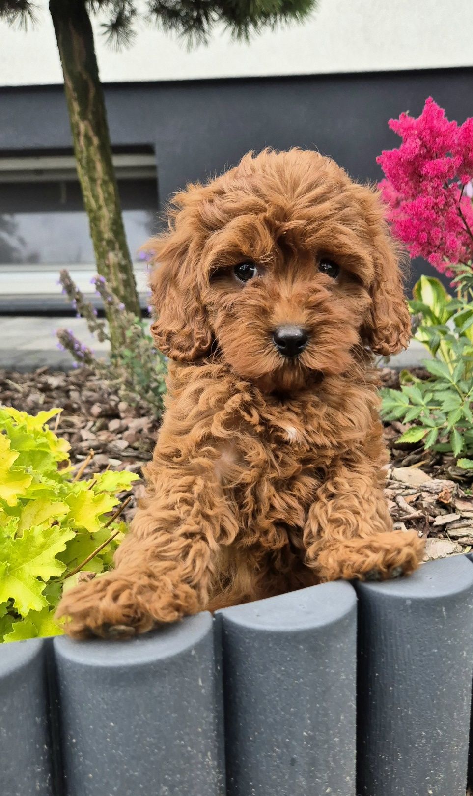 Cavapoo F1B  SUNIA