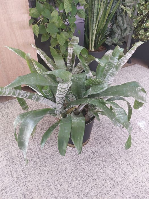 Kwiat Aechmea- duża