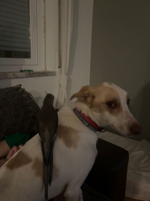 Cãozinho de 4 anos