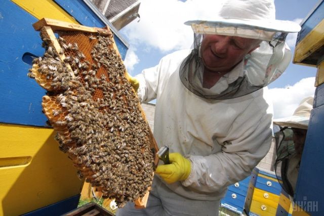 Бджолопакети, бджолосім‘ї бджіл породи Карпатка і Українська Степова