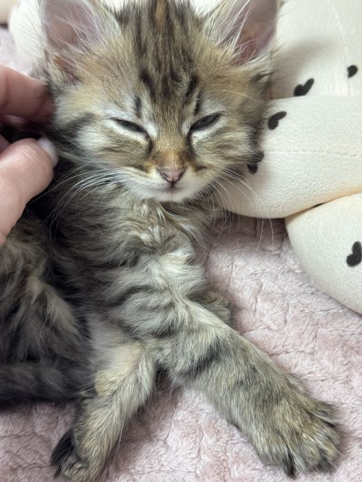 Кошеня, трьохмасне.