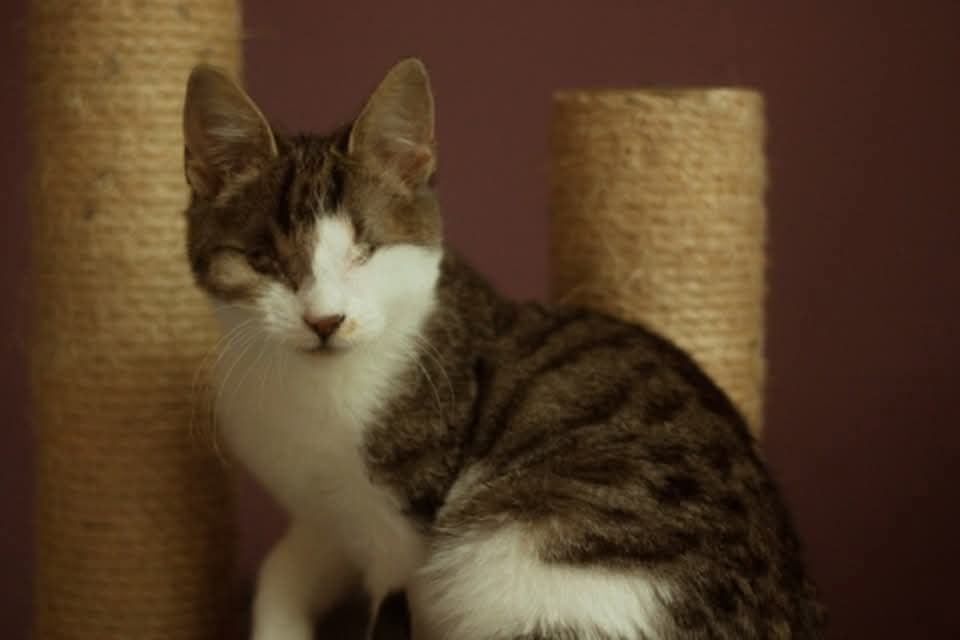 Niewidoma Calineczka – mała wojowniczka, która zawalczyła o życie