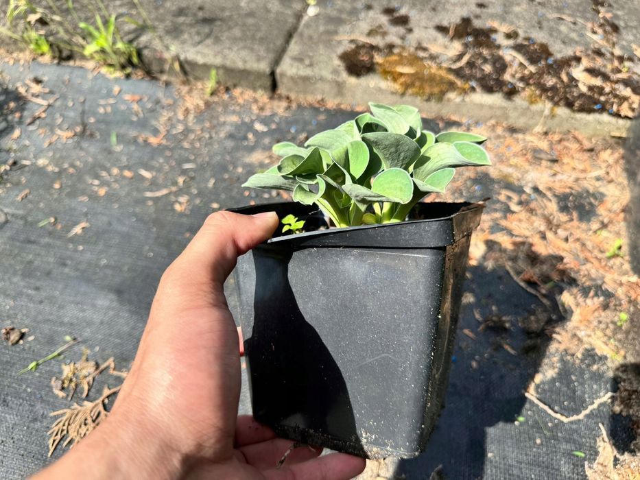 Funkia Hosta 'Blue Mouse Ears' W DONICZCE 2L, NIEBIESKA, Miniaturka