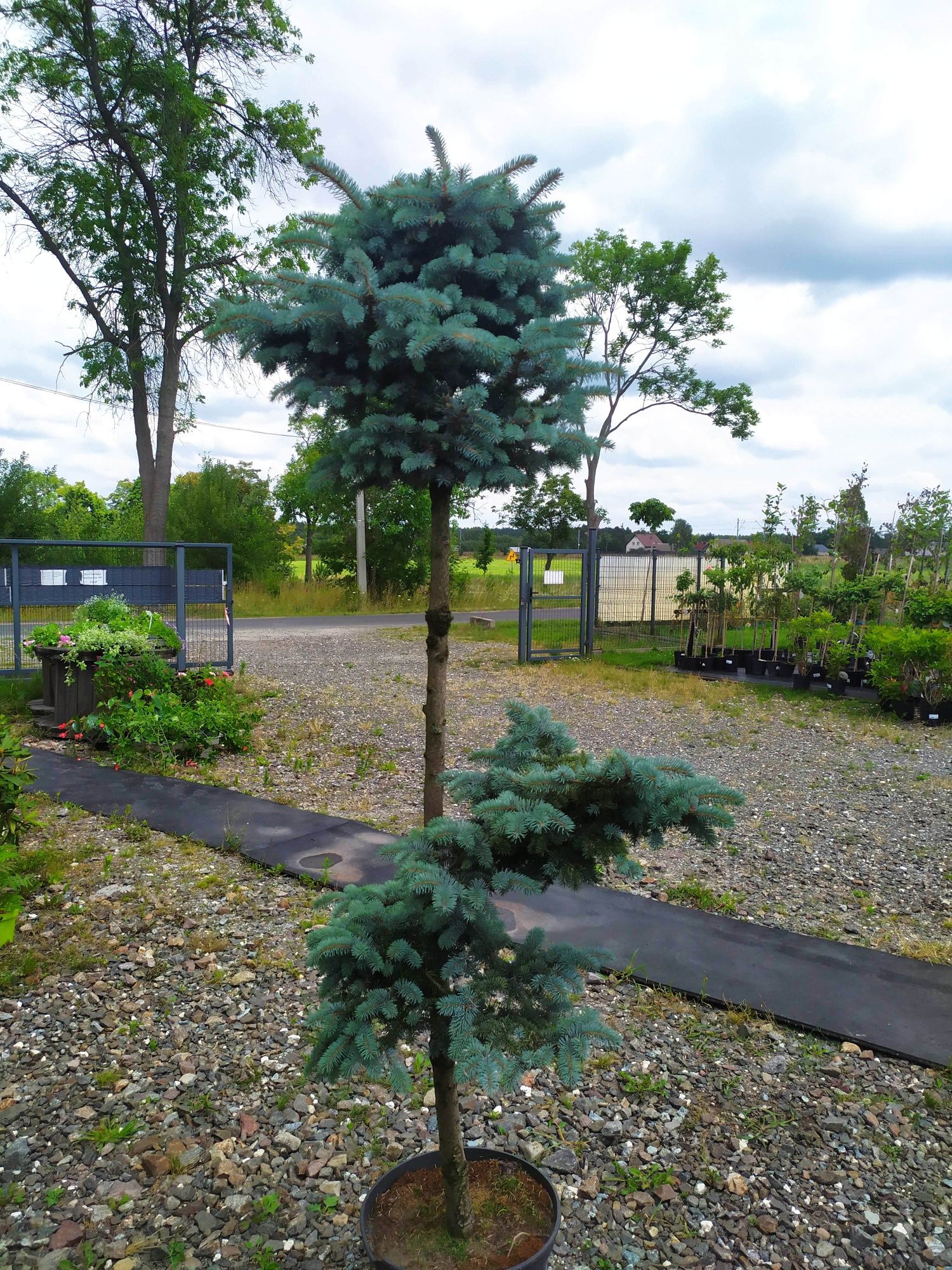 Świerk formowany na bonsai
