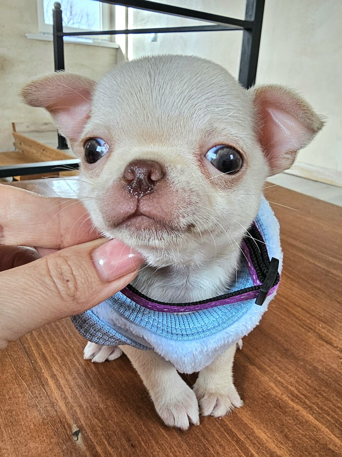 Гарний хлопчик, ветпаспорт, чіп