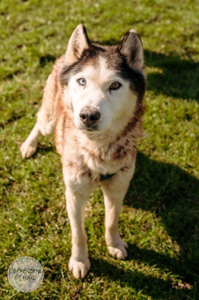 Elton psiak w typie Husky’ego czeka na dom