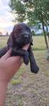 Cocker Spaniel Angielski czarny z białym piesek
