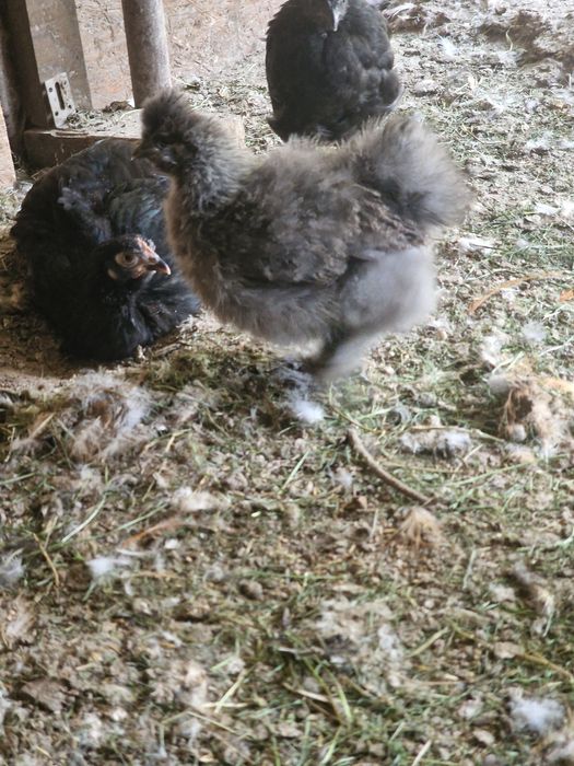 Kury i koguty volwerk lakenfelder  ayam cemani oraz silki jedwabiste