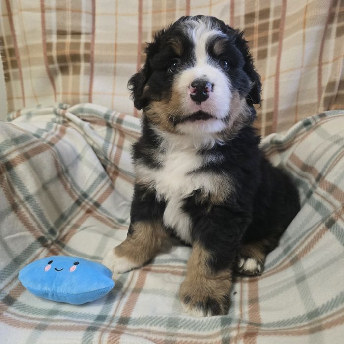 Berneński Pies Pasterski niebieski