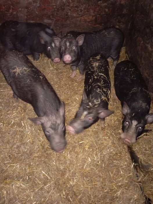 Свиней і поросят