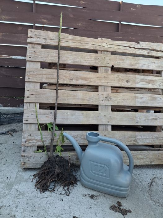 Продам саджанці інжиру і граната