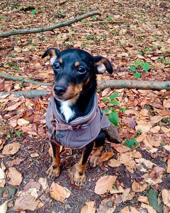 Elizka  4 kg,  urocza, filigranowa pinczereczka do adopcji