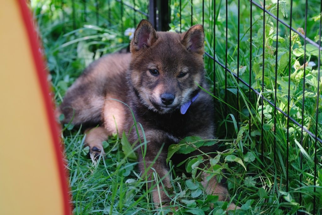 Sezamowy piesek shiba inu