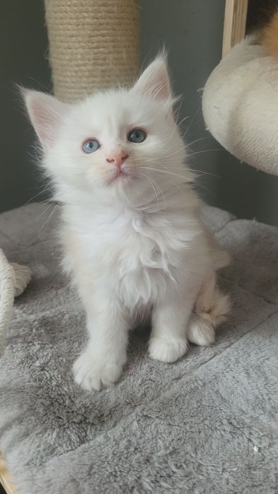 Kotka Maine Coon Coco FPL