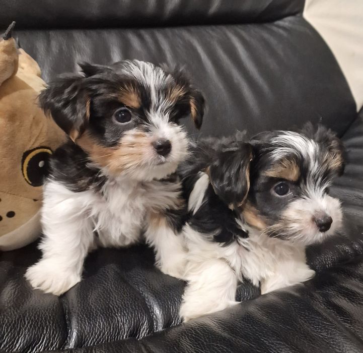 Śliczny Piesek York Terrier Biewer