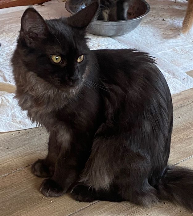 Sprzedam kotkę maine coon