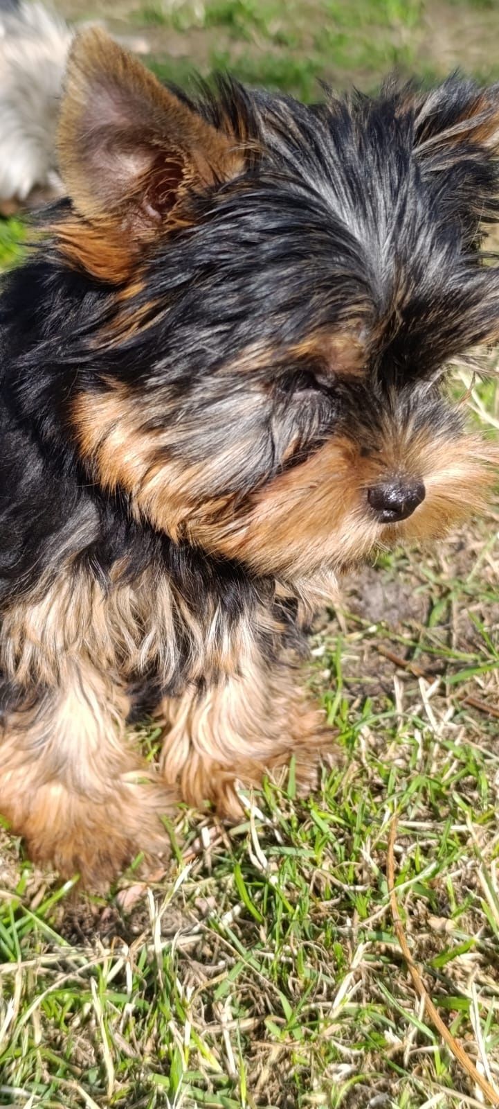 Yorkshire. York terrier. Miniaturka