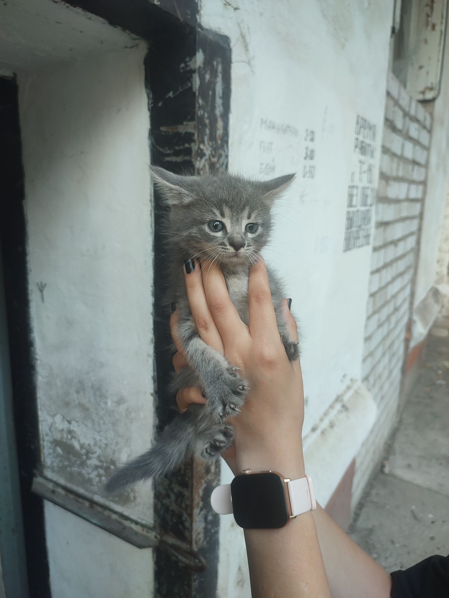 В хорошие руки отдадим котят