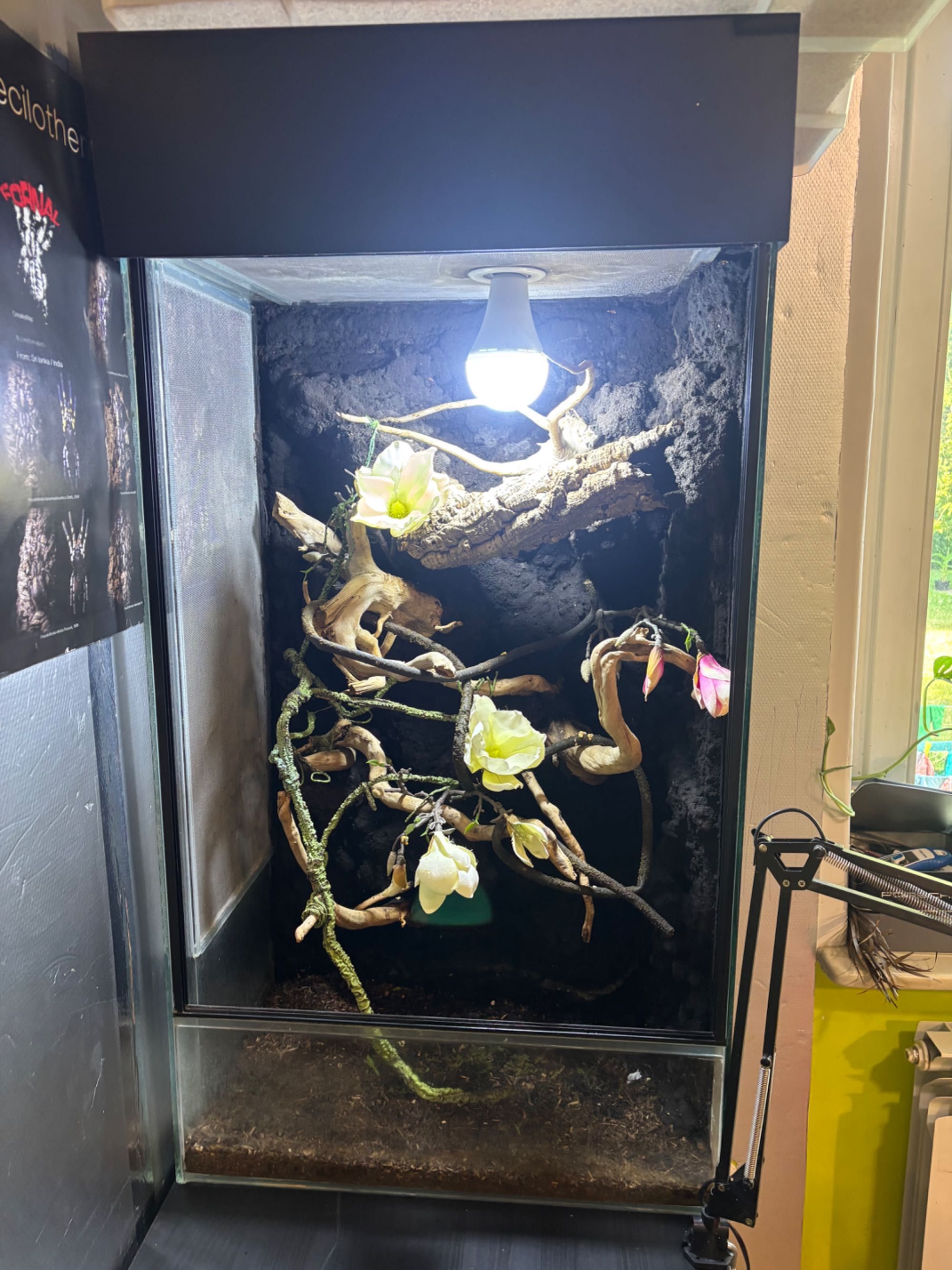 Terrarium szklane 60x40x120 : Tło strukturalne, idealne dla kameleona