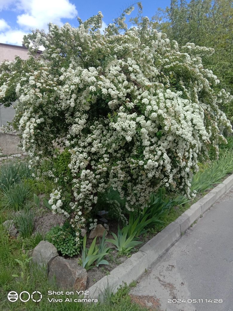 Вуличнв квіти, не дорого.