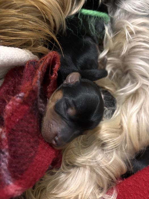 Macho Yorkshire - lindo